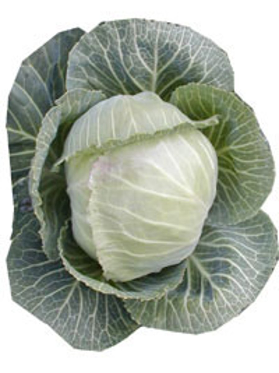 <p>cabbage</p>