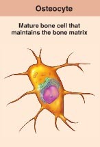 a bone cell, formed when an osteoblast becomes embedded in the matrix it has secreted.