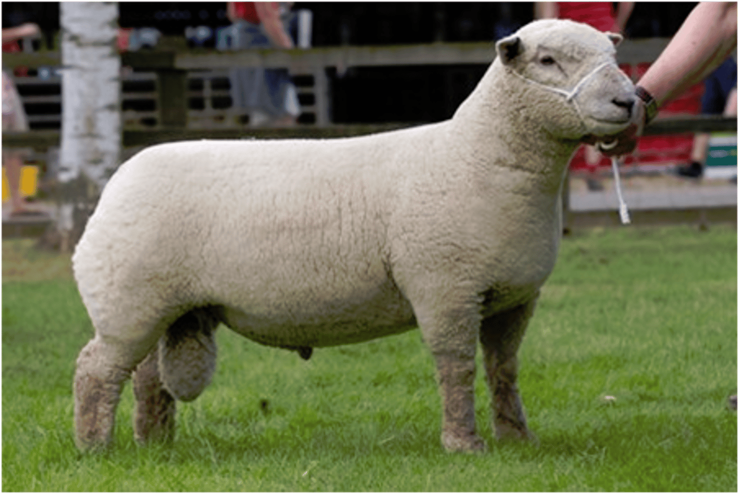 <p>What type of sheep is this? (breed and type)</p>