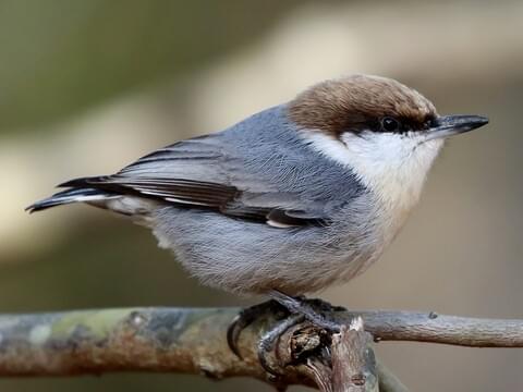 <p>Sittidae </p>