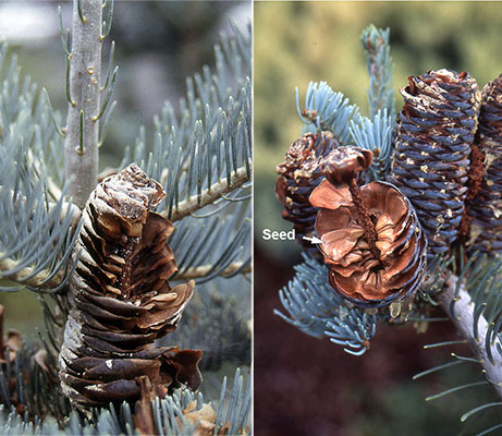 <p>Conifer, shorter (30-50ft high), conical and branched to base, upper branches tend to point upwards. Leaves needle like and curve outwards and upwards on branches, 4-6cm long, flattened, light green to green-bluish, glaucous (waxy) on both sides and more or less giving a bluish cast. Cones erect, stalked, 8-13cm long, pale green with a purplish bloom and brown at maturity. Native to Colorado, southern Oregon to southern California. </p>