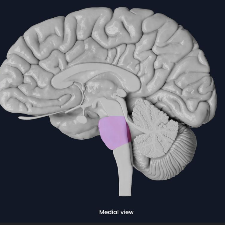 <p>bridge between different areas of the nervous system. connects medulla with cerebellum. helps with sleep and dreams</p>