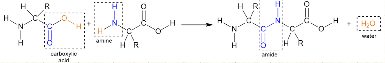 <p>amide linkage (N present)</p><p>reactants: carboxylic acid, amine</p><p>products: amide, water</p>
