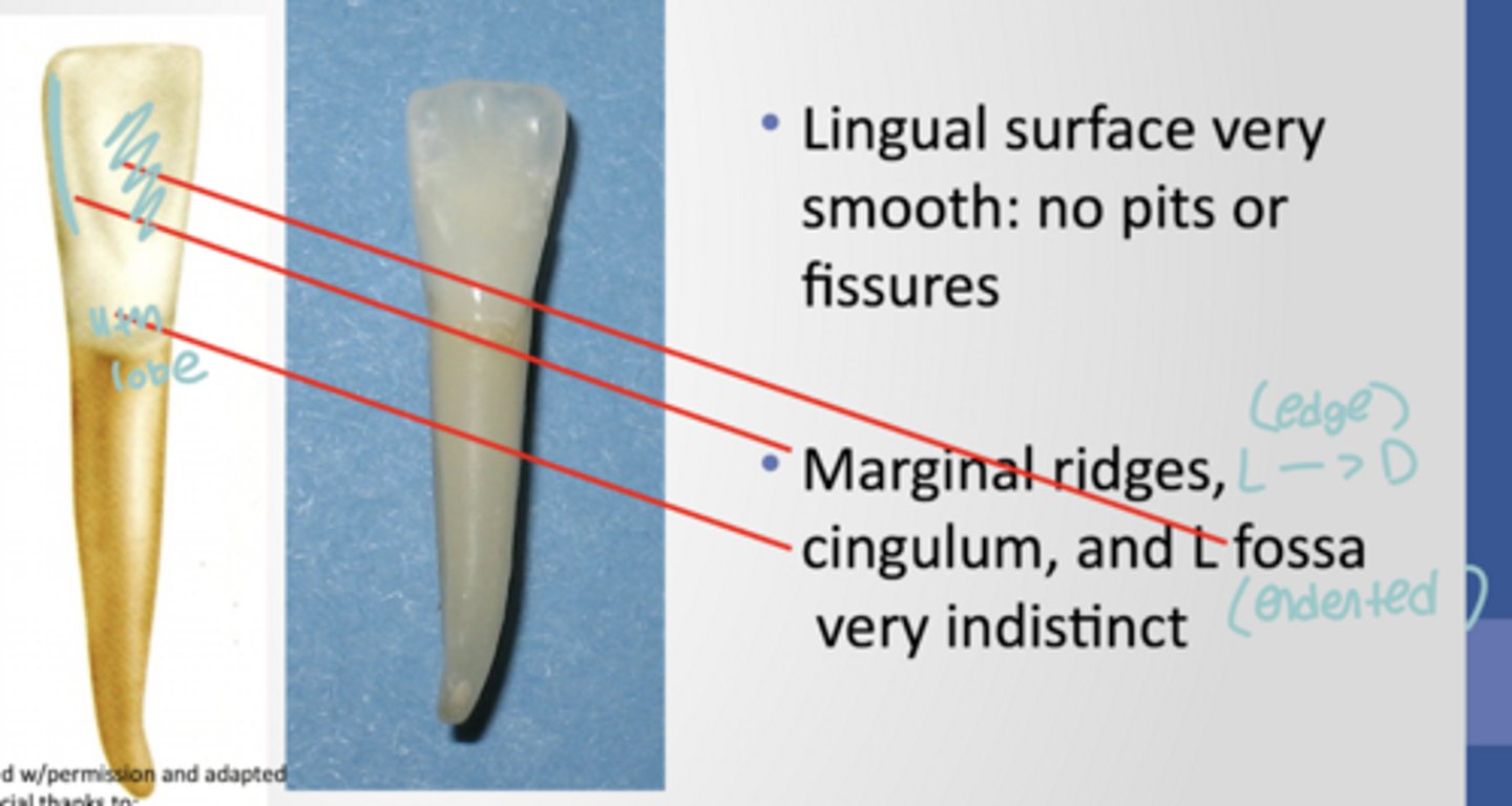 <p>- Lingual surface is very smooth</p><p>- Marginal ridge= Lingual to distal</p><p>- Cingulum= 4th lobe</p><p>- L fossa= Depression of backside of tooth</p>