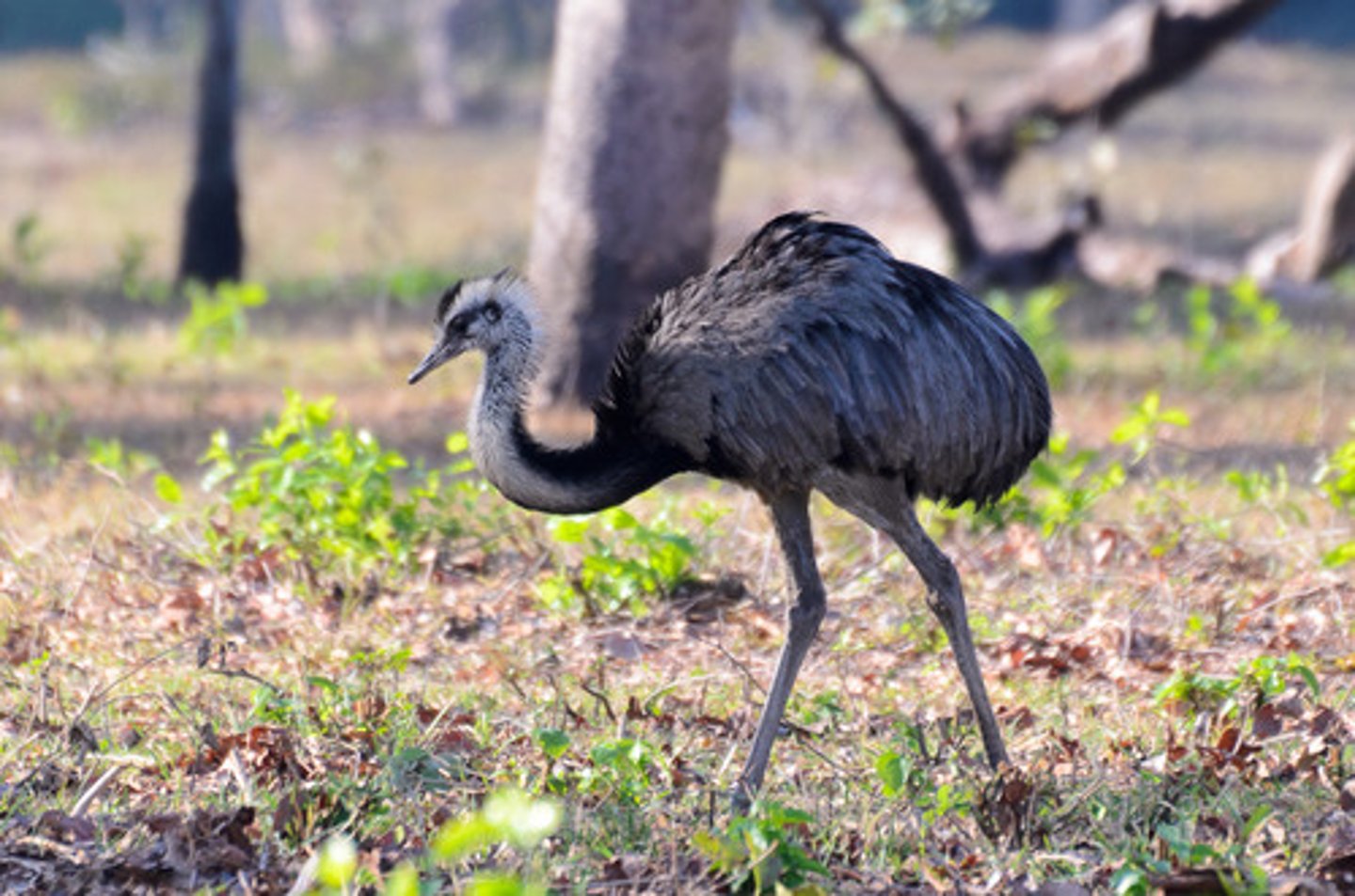 <p>Rheiformes</p>