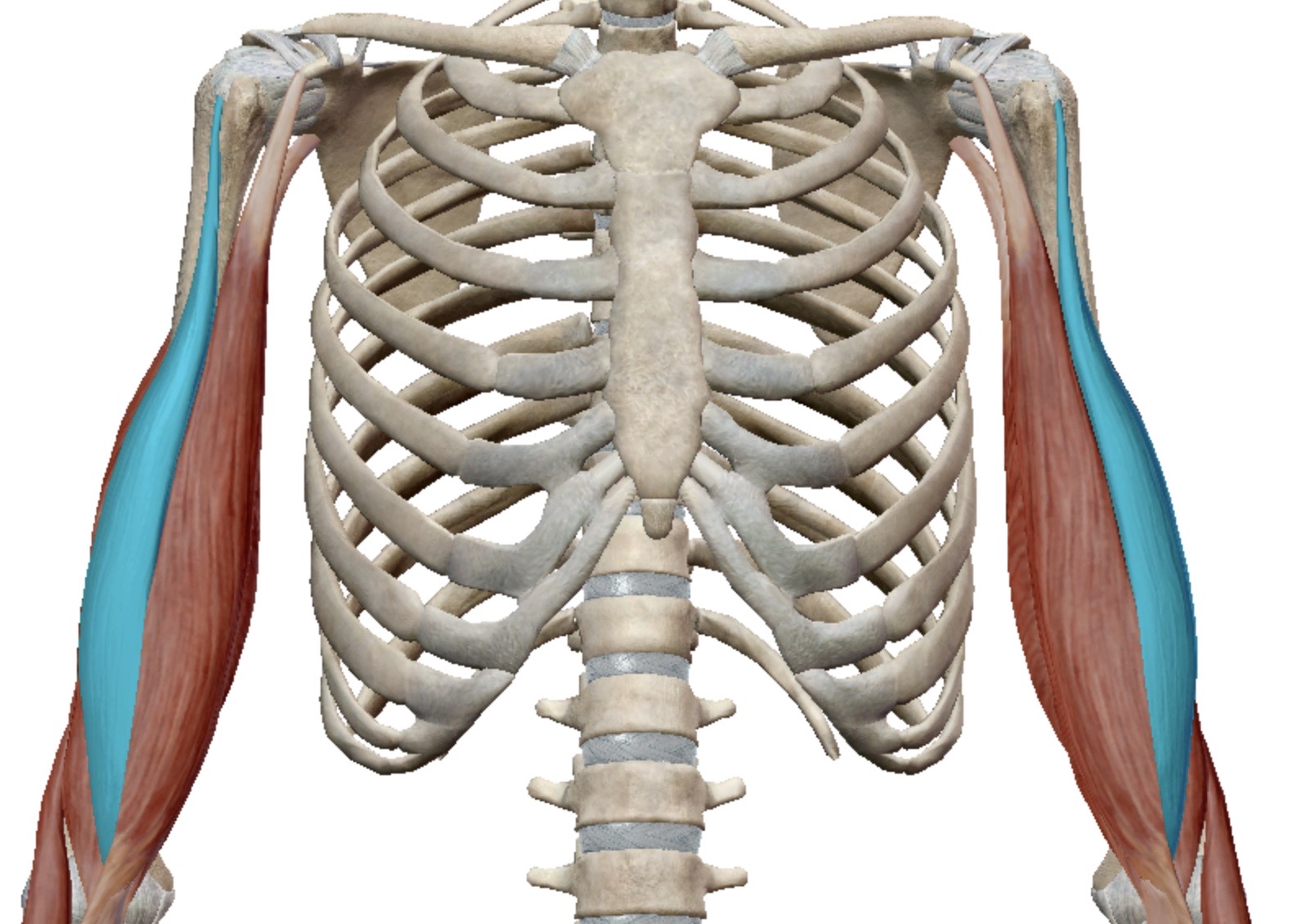 <p>Identify this muscle</p>