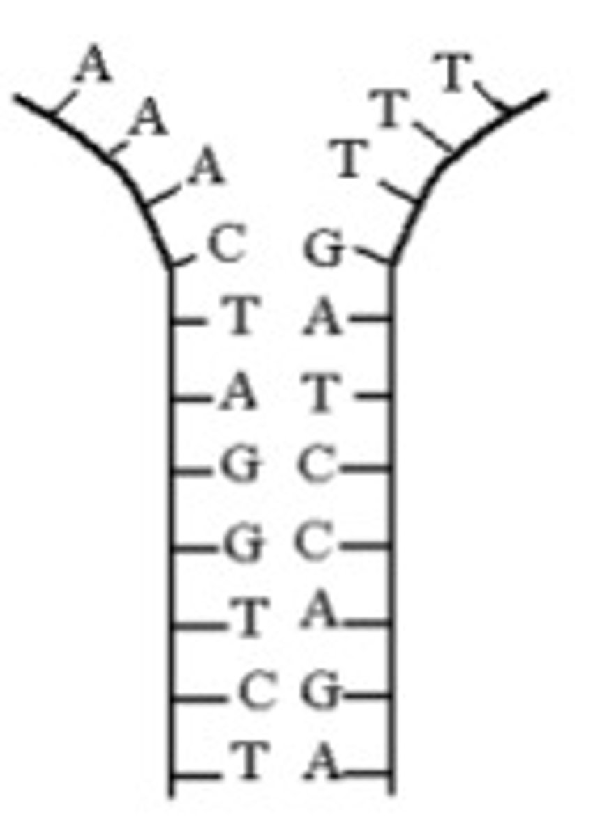 <p>- strands of double helix seperate from eachother, <br><br>- bases are then exposed.within the nuclei there are individual nucleotides that are not yet part of the DNA chain</p>