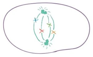 <p><strong>Which of the following phases of mitosis is shown below?&nbsp;</strong></p>