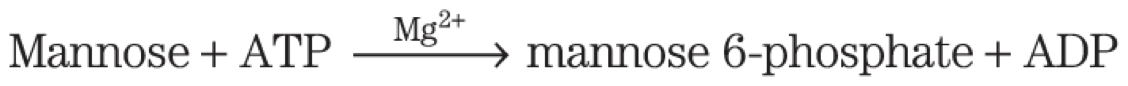 <p>Fructose 6-Phosphate</p><p>hexokinase = phosphorylates mannose at C-6</p><p>phosphohexose isomerase = converts mannose 6-phosphate to fructose 6-phosphate</p>