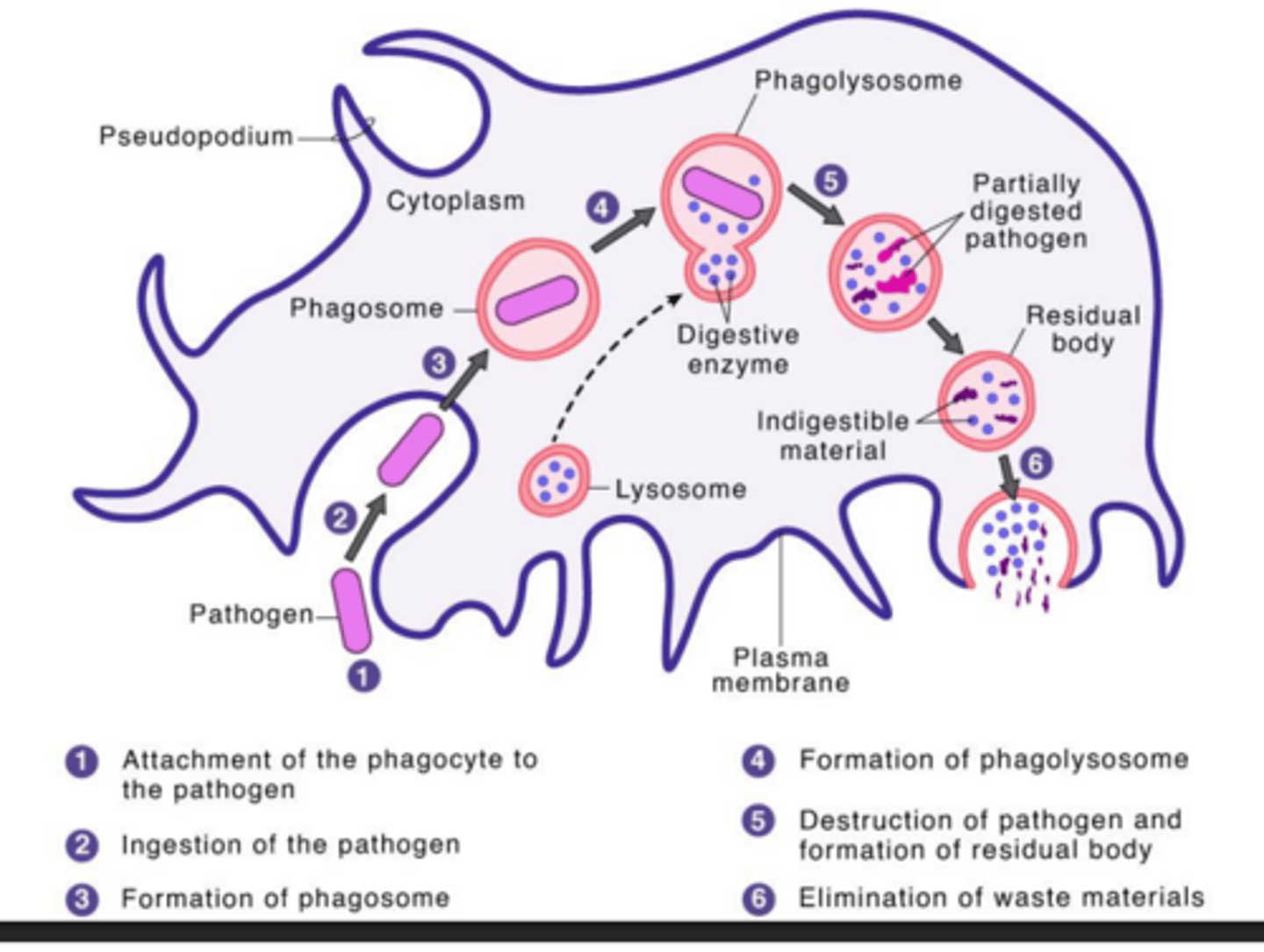 <p>engulfment of a particle by a phagocyte or unicellular eukaryote</p>
