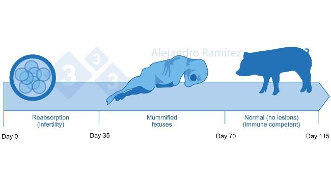 <p><strong>Porcine Parvovirus (PPV)</strong></p><ul><li><p><strong>caused </strong>by: Porcine parvovirus</p></li><li><p><strong>Species</strong>: Pigs = reservoir + source of infection. Enzootic in most herds (seen often in pig population), worldwide.</p></li><li><p><strong>Transmission: </strong>Horizontal (fecal-oral, contaminated feed), vertical (transplacental), fetus is the most infectious source.</p></li><li><p><strong>CS</strong>: cause<span style="color: green;"> reproductive failure in pigs, embryonic and fetal infection.</span></p><ul><li><p><span style="color: blue;">clinical syndrome: SMEDI - stillbirth, mummification, embryonic death, infertility</span></p></li><li><p>Non-pregnant pigs usually show no signs (maybe fever, leukopenia)</p></li><li><p><strong>Clinical effects by pregnancy stage:</strong></p><ul><li><p>to 2 weeks: virus crosses placenta and kill piglets</p></li><li><p>to 30 days: embryo death → resorption</p></li><li><p>30 - 70 days: fetal death → mummification</p></li><li><p>56-70 days: fetus develops immunity → survives</p></li></ul></li></ul></li><li><p><strong>Diagnosis</strong>: History + clinically (SMEDI), lab. Isolation and identification of virus - IF, ELISA, cell culture.</p></li><li><p><strong>Prevention</strong>: vaccination of gilts before breeding (immunoprophylaxis), good herd hygiene</p></li></ul><p></p>