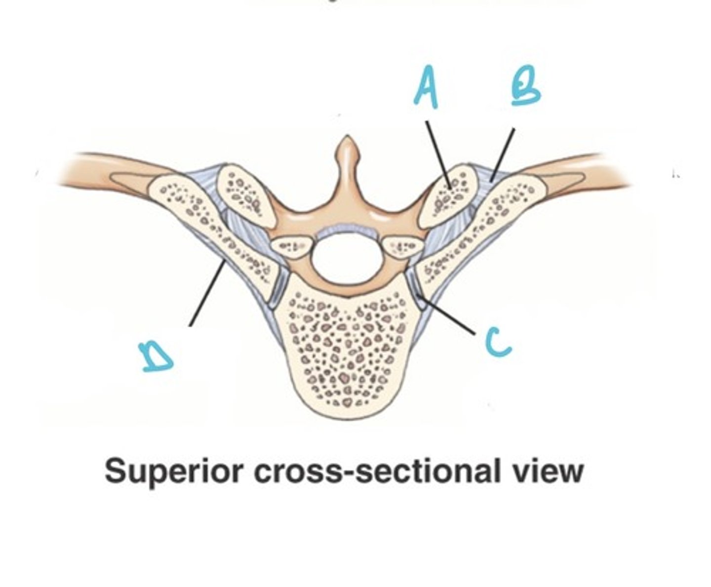 <p>Label the anatomy indicated by letter A:</p>