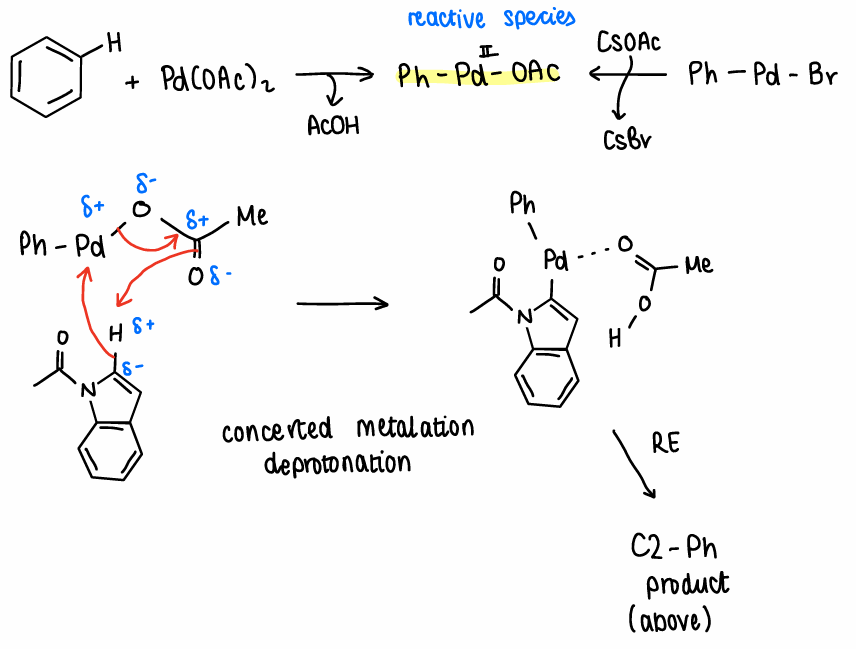 <ul><li><p>The Pd(OAc)<sub>2</sub> catalyst reacts with the Ar-H to form the reactive species PhPdOAc and removes a molecule of AcOH.</p></li><li><p>The reactive species reacts with the Ar-H bond via concerted metalation deprotonation.</p></li><li><p>Reductive elimination occurs to form the product.</p></li></ul><p></p>