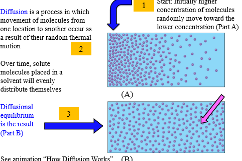 <p>1. Higher concentration of molecules move toward lower concentration</p><p>2. Solute molecule evenly distribute</p><p>3. Diffusional equilibrium</p><p></p>