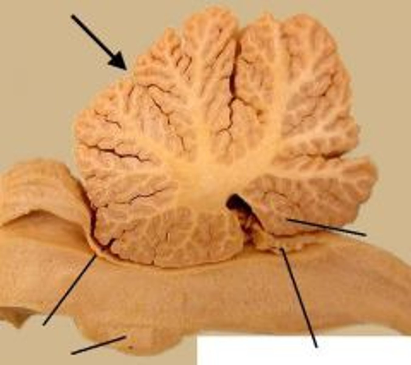 <p>Folds in the surface of the cerebellum</p>