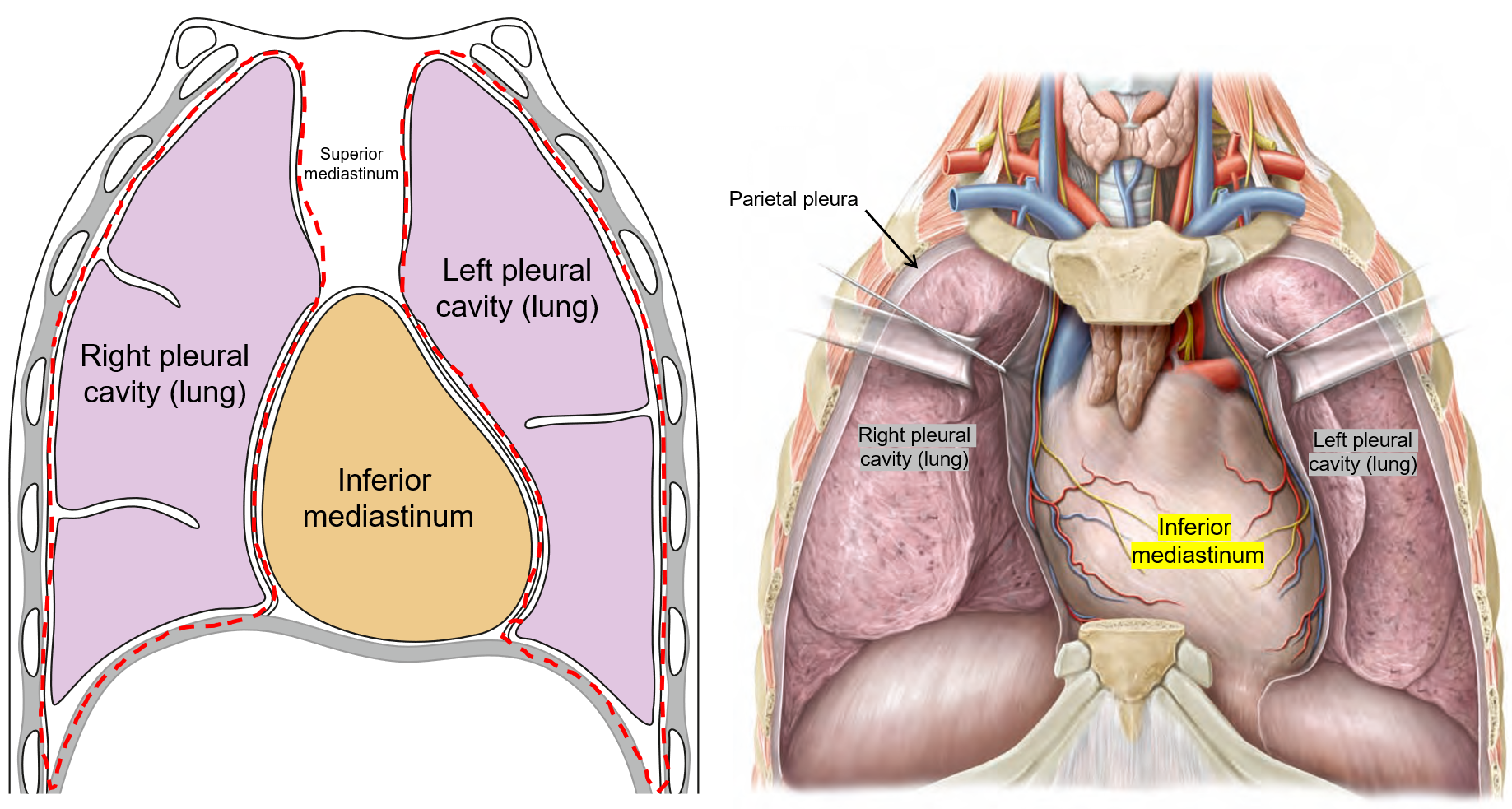 <ol><li><p><strong>Mediastinum</strong> – The central region containing the <strong>heart, major vessels, and other structures</strong>.</p></li><li><p><strong>Right pleural cavity</strong> – Surrounds the <strong>right lung</strong>.</p></li><li><p><strong>Left pleural cavity</strong> – Surrounds the <strong>left lung</strong>.</p></li></ol><p></p>