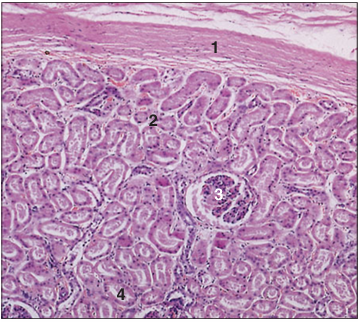 <p>Identify the structure:</p><p>Specie:</p><p>Parts:</p><p>1.__ 2.__ 3.__ 4.__ </p><p>Stain used:</p>
