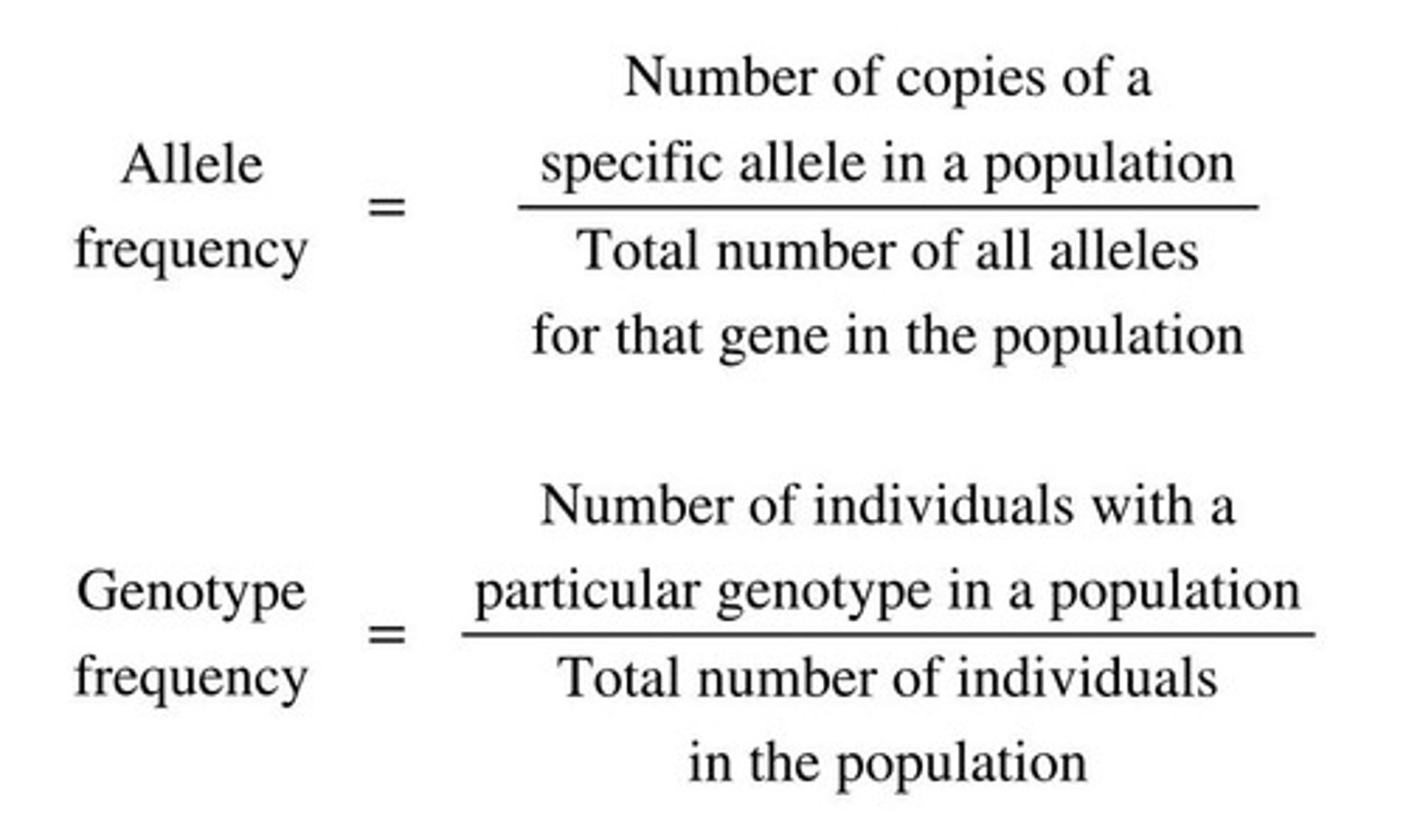 <p>Used to calculate the probability of genotype frequencies in a population and to track their changes from one generation to another.</p>