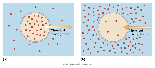 <p><em>Aktiv transport är tillsammans med passiv transport (passiv transport är en diffusion över cellmembranet) de två huvudsakliga sätt som celltransport sker på.</em> Aktiv transport <strong>kostar ATP</strong> och har ett transport protein befinnandes på dess membran. (i passiv transport kan ämnet bara åka rakt genom mebranet - kan kräva kanalprotein)</p><p></p><p><span style="background-color: transparent;"><strong>kostar ATP </strong>för molekylen (går ifrån låg konc → hög konc): går <strong>emot</strong> koncentrationsgradienten. För att aktiv transport ska ske behövs transportproteiner. Ex: Na<sup>+</sup>/K<sup>+</sup> (transporteras) av&nbsp; Na/K pumpen (själva proteinet) som reglerar nervsignaler. <strong>Motsatsen mot bilden</strong> nedan.</span></p>