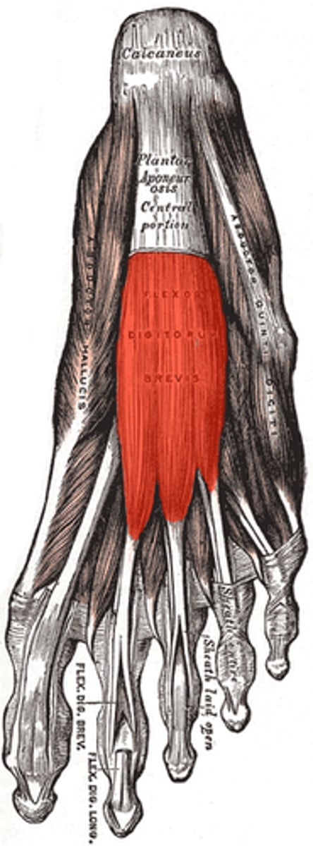 <p>origin: calcaneus</p><p>insertion: phalanges</p><p>action: flexes digits</p>