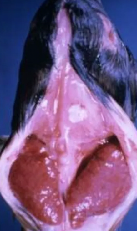 <ol><li><p>Goitre</p></li><li><p>Increased perinatal mortality due to</p><ol><li><p>Reduced ability to generate energy/heat</p></li><li><p>Difficulty standing</p></li><li><p>Heart and lungs do not form</p></li><li><p>Cannot retain heat</p></li></ol></li></ol><p></p>