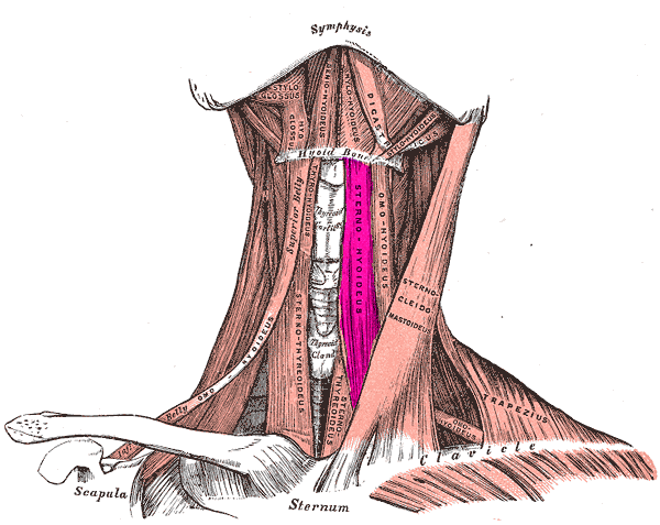 infrahyoid muscles 