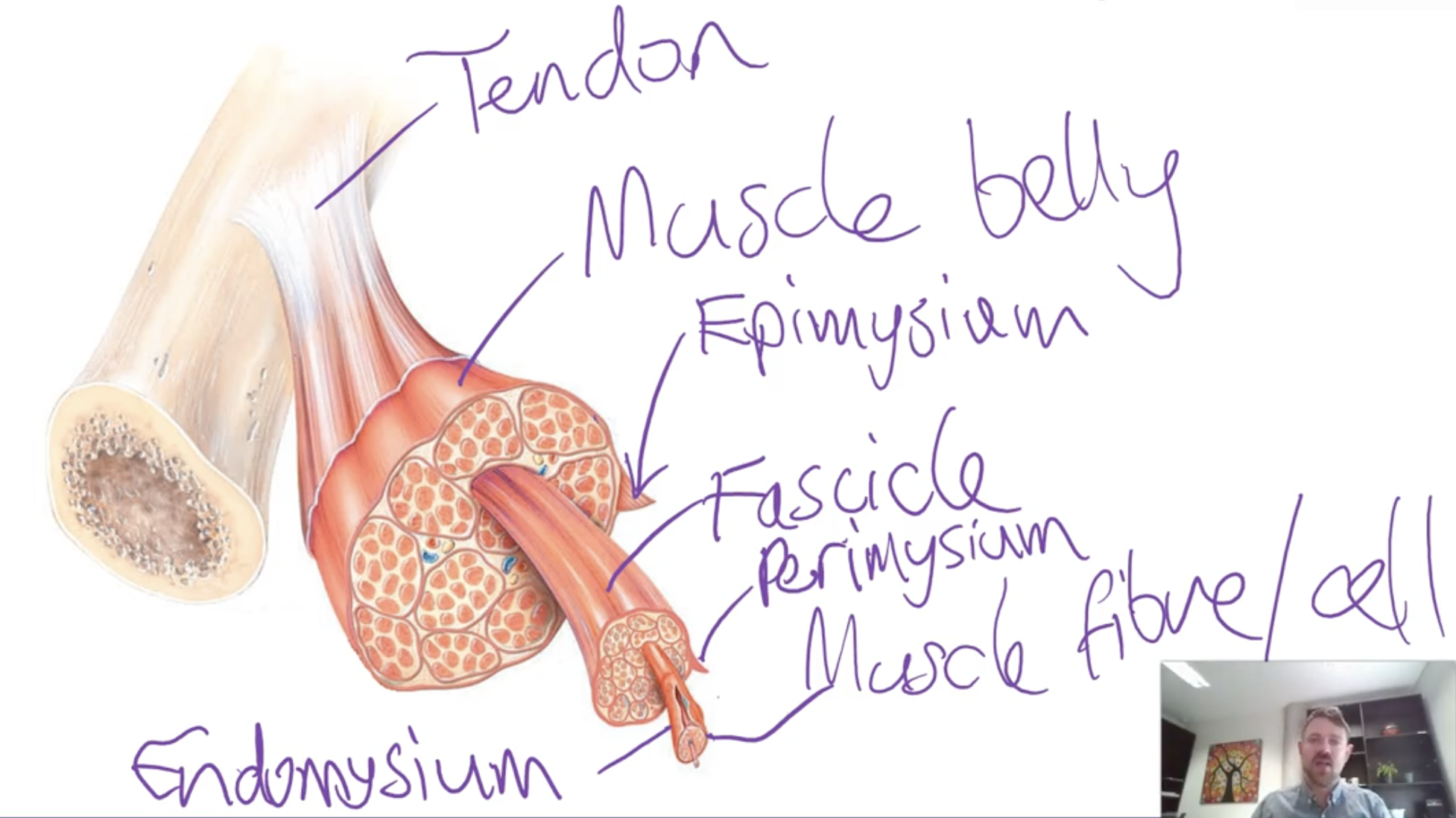 <p>-Muscle belly and tendons.</p><p>-Muscle belly has muscle fibres which are cells capable of activating </p><p>-Tendons are connective tissue structures that attach the muscle belly to a bone </p><p>-Muscle belly and its fibres are arranged into structures called fascicles</p><ul><li><p><strong>Epimysium</strong> - surrounds the whole muscle</p></li><li><p><strong>Perimysium</strong> - surrounds a fascicle</p></li><li><p><strong>Endomysium</strong> - surrounds each individual muscle fibre </p></li></ul><p></p>