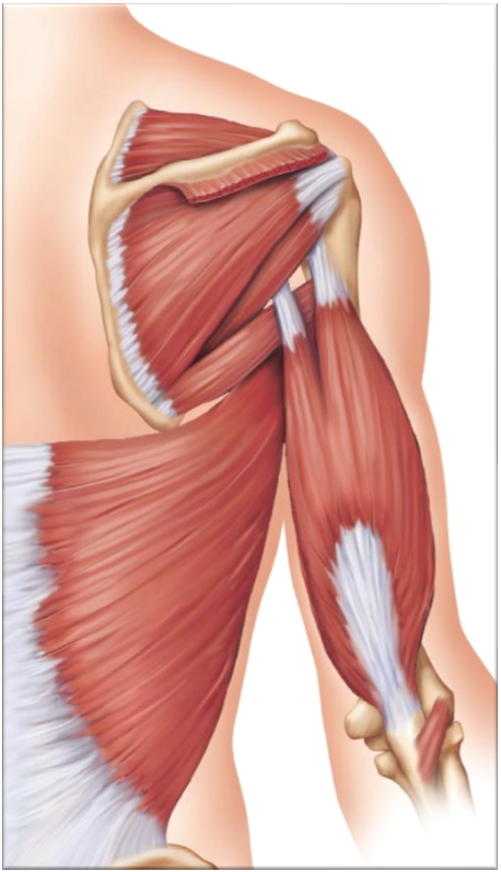 <p>What is the structure attached to latissimus dorsi?</p>