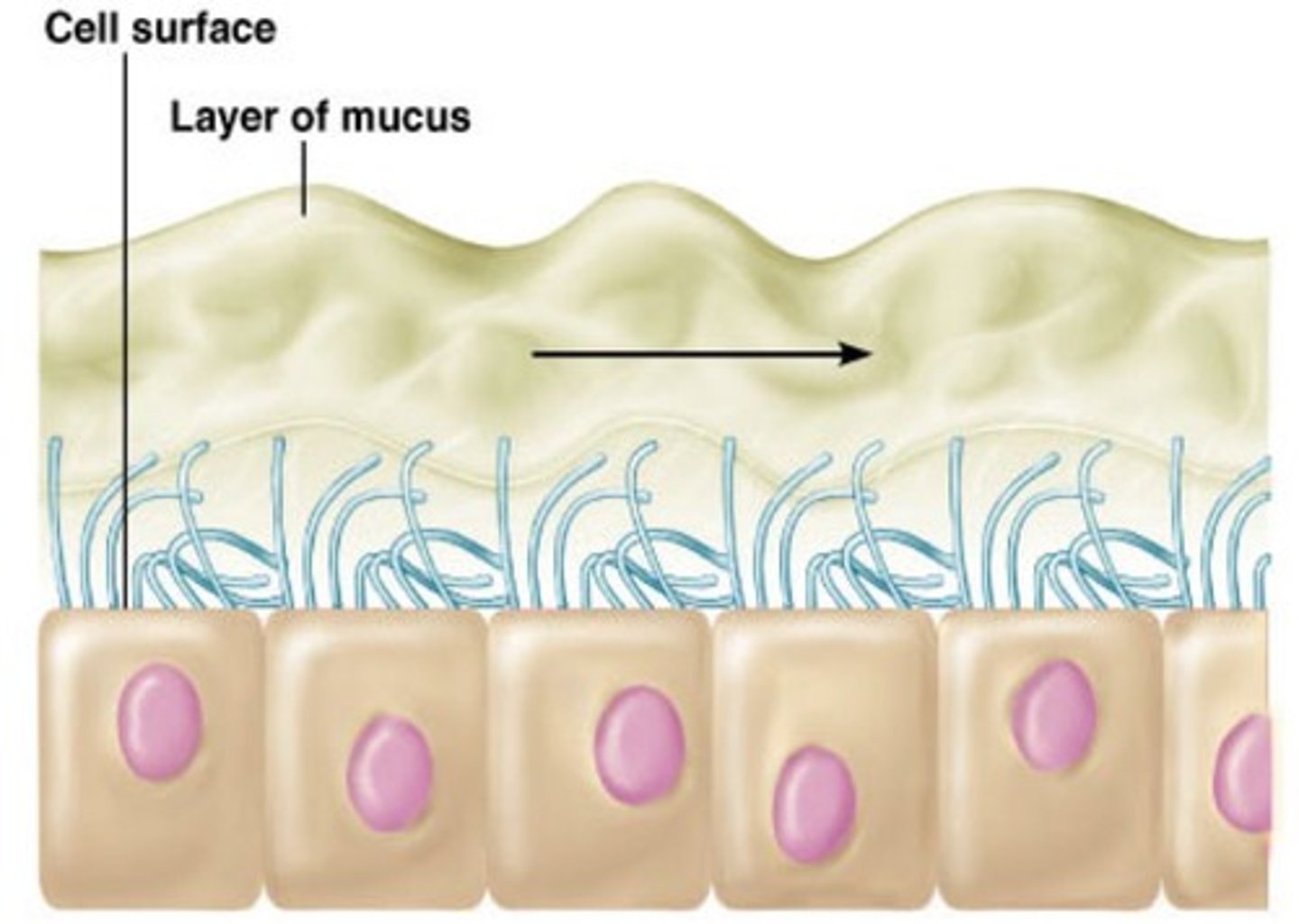 <p>Help protect the respiratory system, particles and bacteria stick to mucus and the cilia moves the mucus out of the respiratory system to the back of the throat</p>