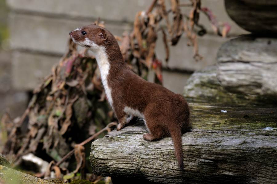 <p>Mustelidae - Mustela nivalis</p>