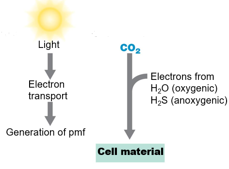 A type of Phototrophic Catabolism

\
uses ATP for assimilation of CO2 for biosynthesis