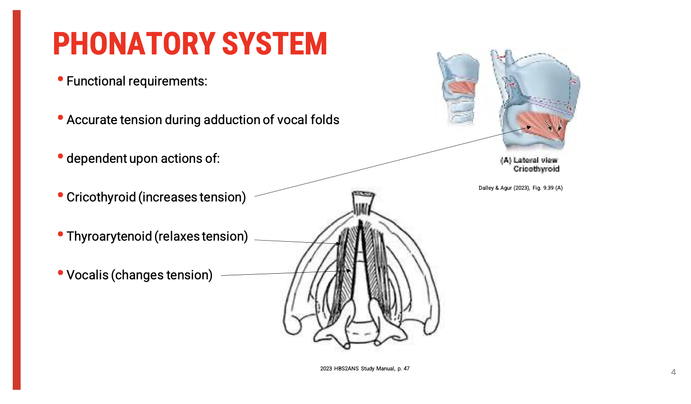 <p><span><strong>(Key Muscles and Clinical Relevance for Sensorimotor Speech Disorders)</strong></span></p><p>&nbsp;</p><p><span data-name="bullseye" data-type="emoji">🎯</span><span><strong> Why Tension Matters in Vocal Fold Adduction</strong></span></p><ul><li><p><span><strong>Adduction alone isn't enough</strong>&nbsp;— the&nbsp;<strong>tension within the vocal folds</strong>&nbsp;is crucial for:</span></p><ul><li><p><span><strong>Accurate pitch modulation</strong></span></p></li><li><p><span><strong>Efficient vibration</strong></span></p></li><li><p><span><strong>Clear voice quality</strong></span></p></li></ul></li></ul><p>&nbsp;</p><p><span data-name="mag" data-type="emoji">🔍</span><span><strong> Two Key Components of Tension</strong></span></p><ol type="1"><li><p><span><strong>Ligamentous Part&nbsp;(vocal ligaments)</strong></span></p></li><li><p><span><strong>Cartilaginous Part&nbsp;(posterior portion of folds)</strong></span></p></li></ol><p>&nbsp;</p><p><span data-name="muscle" data-type="emoji">💪</span><span><strong> Muscles Controlling Tension</strong></span></p><p><span data-name="small_blue_diamond" data-type="emoji">🔹</span><span><strong> 1.&nbsp;Cricothyroid (CT) Muscle</strong></span></p><ul><li><p><span><strong>External muscle</strong></span></p></li><li><p><span><strong>Action</strong>: Tilts the&nbsp;<strong>thyroid cartilage forward</strong>&nbsp;relative to the cricoid</span></p></li><li><p><span><strong>Function</strong>:&nbsp;<strong>Increases vocal fold tension</strong>&nbsp;(raises pitch)</span></p></li></ul><p><span data-name="small_blue_diamond" data-type="emoji">🔹</span><span><strong> 2.&nbsp;Thyroarytenoid (TA) Muscle</strong></span></p><ul><li><p><span><strong>Internal to the vocal folds</strong></span></p></li><li><p><span><strong>Action</strong>: Pulls arytenoid cartilages&nbsp;<strong>toward the thyroid</strong></span></p></li><li><p><span><strong>Function</strong>:&nbsp;<strong>Relaxes</strong>&nbsp;the vocal folds (lowers pitch or reduces tension)</span></p></li></ul><p><span data-name="small_blue_diamond" data-type="emoji">🔹</span><span><strong> 3.&nbsp;Vocalis (or Thyrovocalis) Muscle</strong></span></p><ul><li><p><span><strong>Part of the thyroarytenoid</strong></span></p></li><li><p><span><strong>Function</strong>:&nbsp;<strong>Fine-tunes localised tension</strong>&nbsp;within vocal folds — allows subtle pitch adjustments and dynamic control</span></p></li></ul><p>&nbsp;</p><p><span data-name="repeat" data-type="emoji">🔁</span><span><strong> Functional Summary: Tension + Adduction</strong></span></p><table style="min-width: 75px"><colgroup><col style="min-width: 25px"><col style="min-width: 25px"><col style="min-width: 25px"></colgroup><tbody><tr><td colspan="1" rowspan="1" style="border-width: 0pt; vertical-align: top; width: 1.152in; padding: 4pt;"><p><span><strong>Muscle</strong></span></p></td><td colspan="1" rowspan="1" style="border-width: 0pt; vertical-align: top; width: 1.6027in; padding: 4pt;"><p><span><strong>Role in Tension</strong></span></p></td><td colspan="1" rowspan="1" style="border-width: 0pt; vertical-align: top; width: 2.3236in; padding: 4pt;"><p><span><strong>Role in Adduction</strong></span></p></td></tr><tr><td colspan="1" rowspan="1" style="border-width: 0pt; vertical-align: top; width: 1.152in; padding: 4pt;"><p><span><strong>Cricothyroid</strong></span></p></td><td colspan="1" rowspan="1" style="border-width: 0pt; vertical-align: top; width: 1.6027in; padding: 4pt;"><p>Increases tension</p></td><td colspan="1" rowspan="1" style="border-width: 0pt; vertical-align: top; width: 2.3236in; padding: 4pt;"><p>No direct role</p></td></tr><tr><td colspan="1" rowspan="1" style="border-width: 0pt; vertical-align: top; width: 1.1715in; padding: 4pt;"><p><span><strong>Thyroarytenoid</strong></span></p></td><td colspan="1" rowspan="1" style="border-width: 0pt; vertical-align: top; width: 1.6027in; padding: 4pt;"><p>Decreases tension</p></td><td colspan="1" rowspan="1" style="border-width: 0pt; vertical-align: top; width: 2.352in; padding: 4pt;"><p>Assists with medial compression</p></td></tr><tr><td colspan="1" rowspan="1" style="border-width: 0pt; vertical-align: top; width: 1.152in; padding: 4pt;"><p><span><strong>Vocalis</strong></span></p></td><td colspan="1" rowspan="1" style="border-width: 0pt; vertical-align: top; width: 1.6222in; padding: 4pt;"><p>Fine control of tension</p></td><td colspan="1" rowspan="1" style="border-width: 0pt; vertical-align: top; width: 2.4562in; padding: 4pt;"><p>Assists with shape &amp; vibration quality</p></td></tr></tbody></table><p>&nbsp;</p><p>&nbsp;</p><p><span data-name="test_tube" data-type="emoji">🧪</span><span><strong> Clinical Relevance for Assessment</strong></span></p><ul><li><p><span>Observe&nbsp;<strong>pitch control</strong>,&nbsp;<strong>voice fatigue</strong>,&nbsp;<strong>strain</strong>, or&nbsp;<strong>breathiness</strong></span></p></li><li><p><span>Weakness or incoordination may point to:</span></p><ul><li><p><span><strong>Flaccid dysarthria</strong>&nbsp;(e.g. vocal fold paresis → poor adduction)</span></p></li><li><p><span><strong>Spastic dysarthria</strong>&nbsp;(hypertonicity → excessive tension)</span></p></li><li><p><span><strong>Hypokinetic dysarthria</strong>&nbsp;(e.g. in Parkinson’s → reduced dynamic range, monotone)</span></p></li></ul></li></ul><p></p>