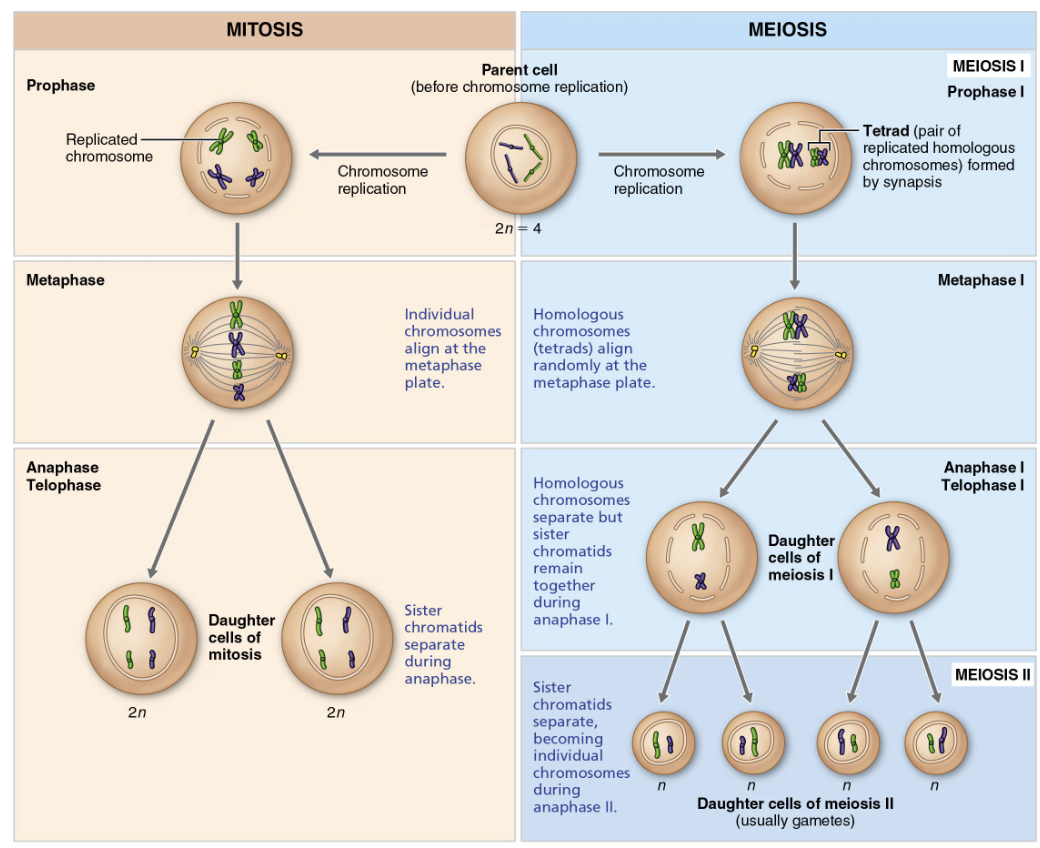 <p><strong>Meiosis</strong></p><ul><li><p><strong>DNA replication</strong></p><ul><li><p>Occurs during interphase, before meiosis I but nor meiosis II</p></li></ul></li><li><p><strong># of divisions</strong></p><ul><li><p>Two, each consisting of prophase, metaphase, anaphase, and telophase</p></li></ul></li><li><p><strong>Synapsis of homologous chromosomes</strong></p><ul><li><p>Occurs during prophase I</p></li></ul></li><li><p><strong># of daughter cells </strong></p><ul><li><p>Four </p></li><li><p>Each haploid (n) cell contains half as many chromosomes as the parent cell and is genetically different from the parent cell </p></li></ul></li><li><p><strong>Roles in the body</strong></p><ul><li><p>Produces cells for reproduction (gametes) </p></li><li><p>Introduces genetic variability in gametes</p></li><li><p>Reduces chromosomal number  by half so that fertilization can restore the normal diploid chromosome number (2n = 46) </p></li></ul></li></ul><p><strong>Mitosis</strong></p><ul><li><p><strong>DNA replication</strong></p><ul><li><p>Occurs during interphase, before mitosis begins</p></li></ul></li><li><p><strong># of divisions</strong></p><ul><li><p>One, consisting of prophase, metaphase, anaphase, and telophase</p></li></ul></li><li><p><strong>Synapsis of homologous chromosomes</strong></p><ul><li><p>Does not occur</p></li></ul></li><li><p><strong># of daughter cells </strong></p><ul><li><p>Two</p></li><li><p>Each diploid (2n) cell is identical to the parent cell</p></li></ul></li><li><p><strong>Roles in the body</strong></p><ul><li><p>Development of multicellular adult from zygote </p></li><li><p>Tissue repair and renewal </p></li><li><p>Ensures constant genetic makeup of all body cells </p></li></ul></li></ul><p></p>