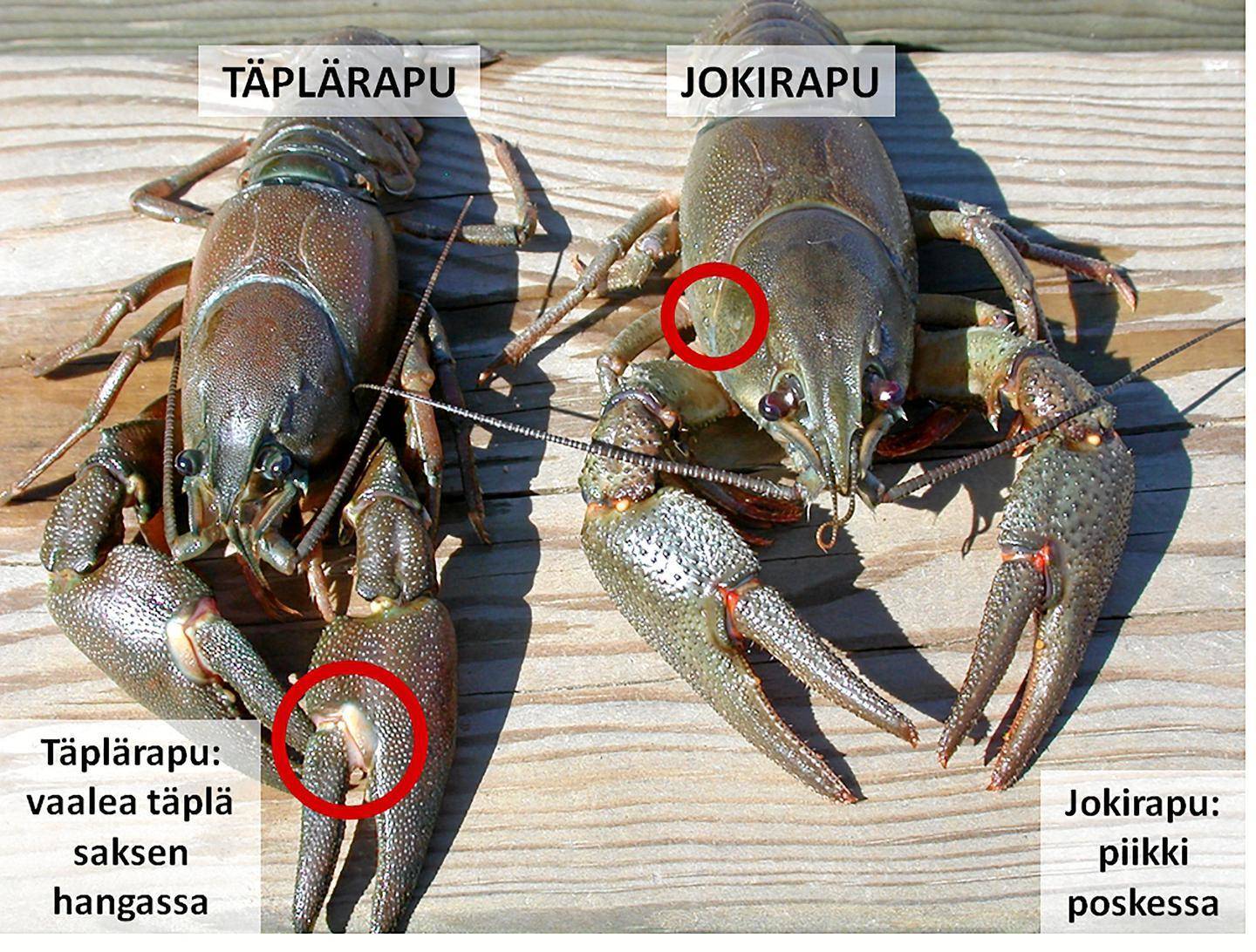 <p>Pacifastacus leniusculus, täplärapu</p>