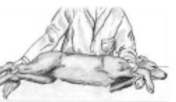 <p>dog restraint #2</p>
