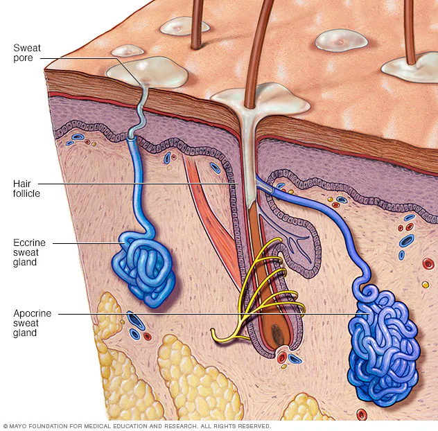 <p>eccrine sweat gland </p>