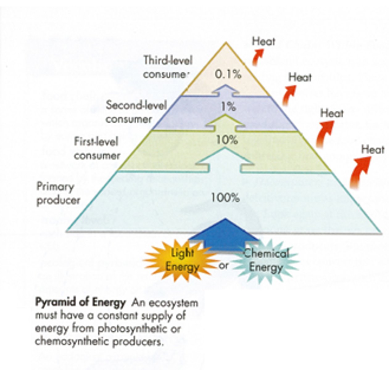 <p>shows the total amount of energy available at each trophic level. 90% of all energy is lost between trophic levels.</p>