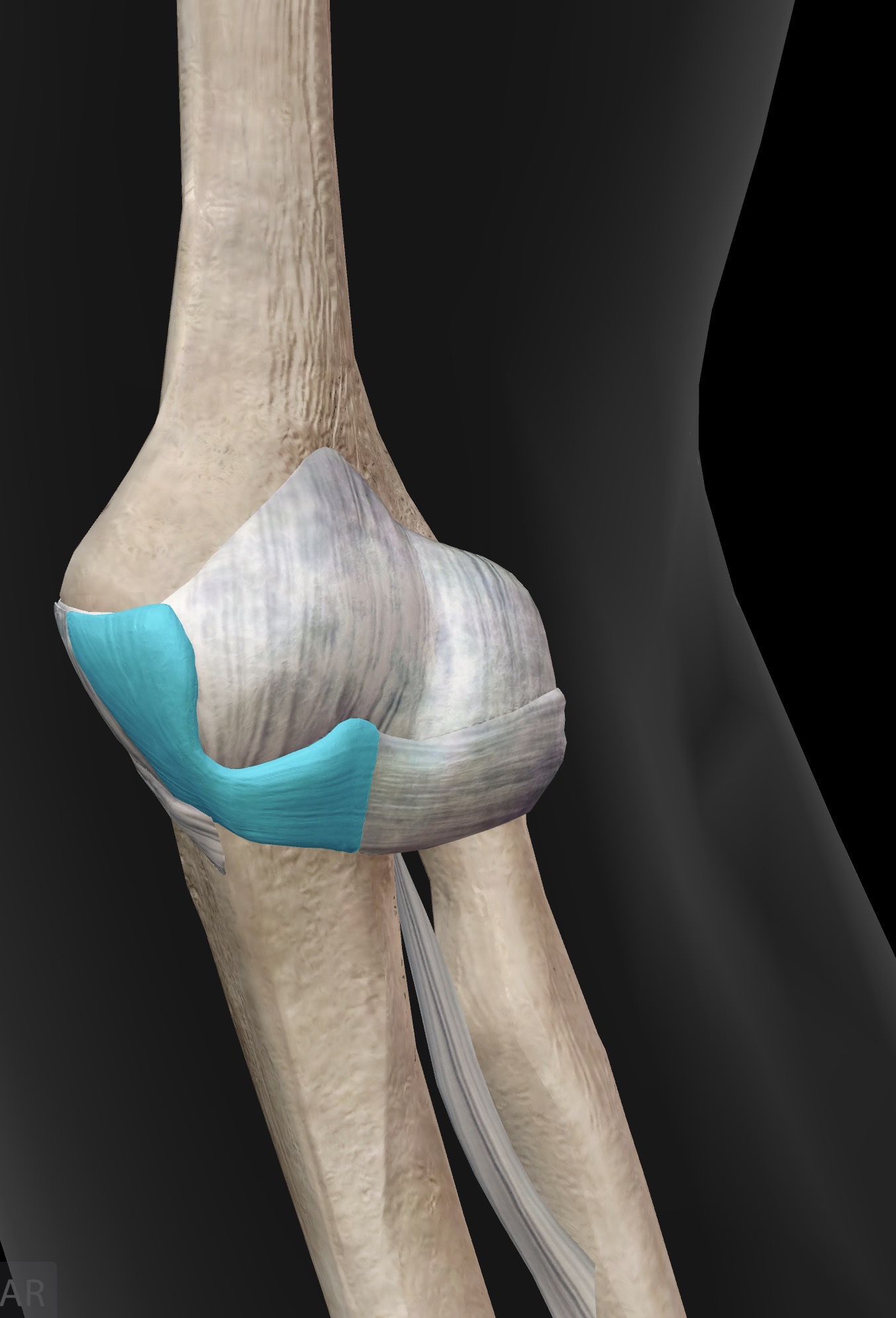 <p>What ligament is this? What does it do?</p>