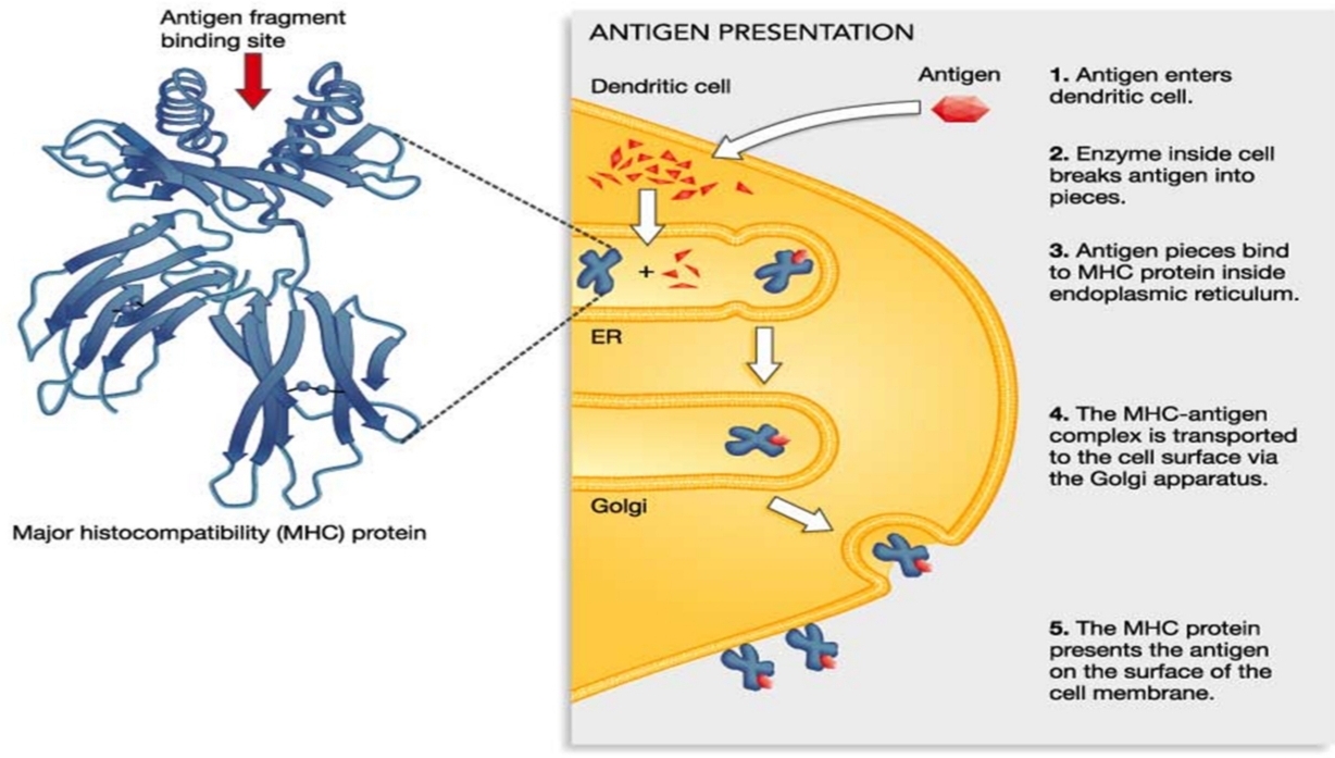 <p>T Cell receptor</p>