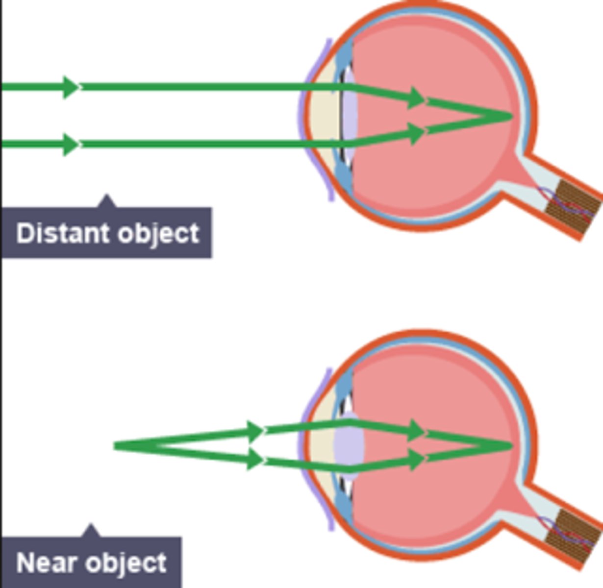 <p>the process by which the eye's lens changes shape to focus near or far objects on the retina</p>