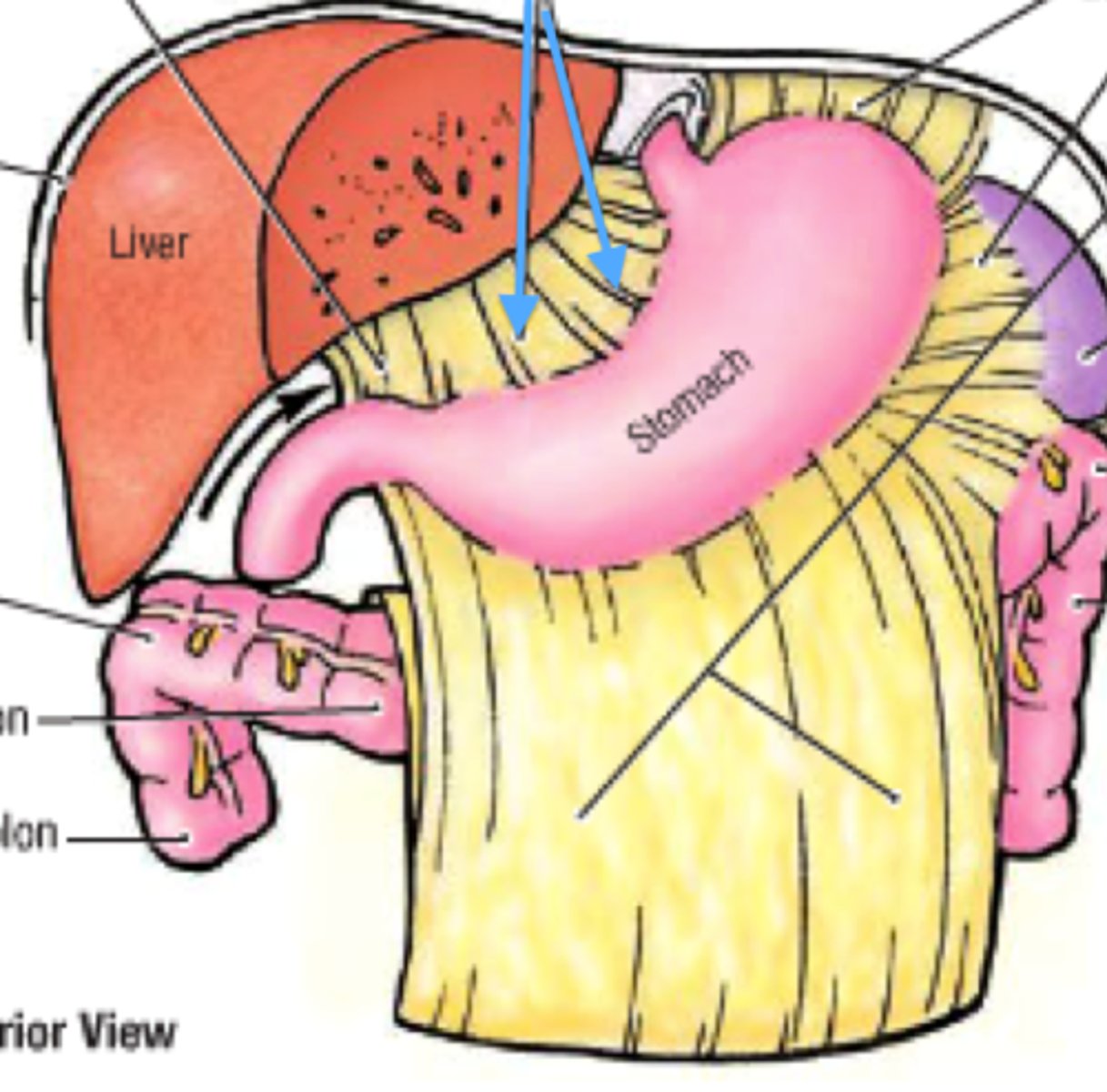 <p>Tethers stomach to liver</p>