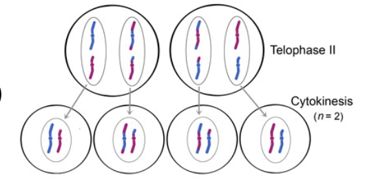 <p>Telophase II and Cytokinesis</p>