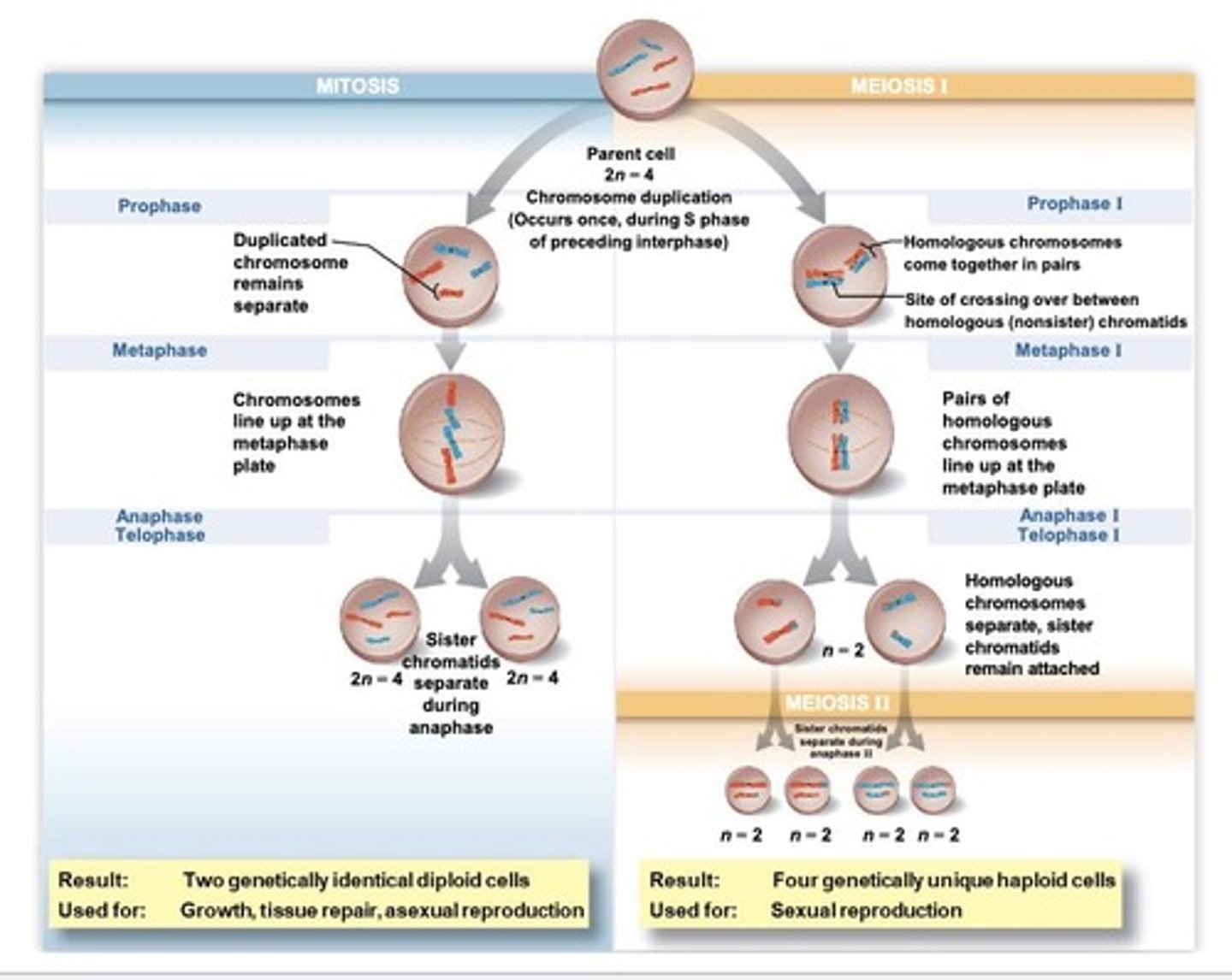 <p>Meiosis divides twice to form four daughter cells, while mitosis produces two genetically identical diploid somatic daughter cells.</p>