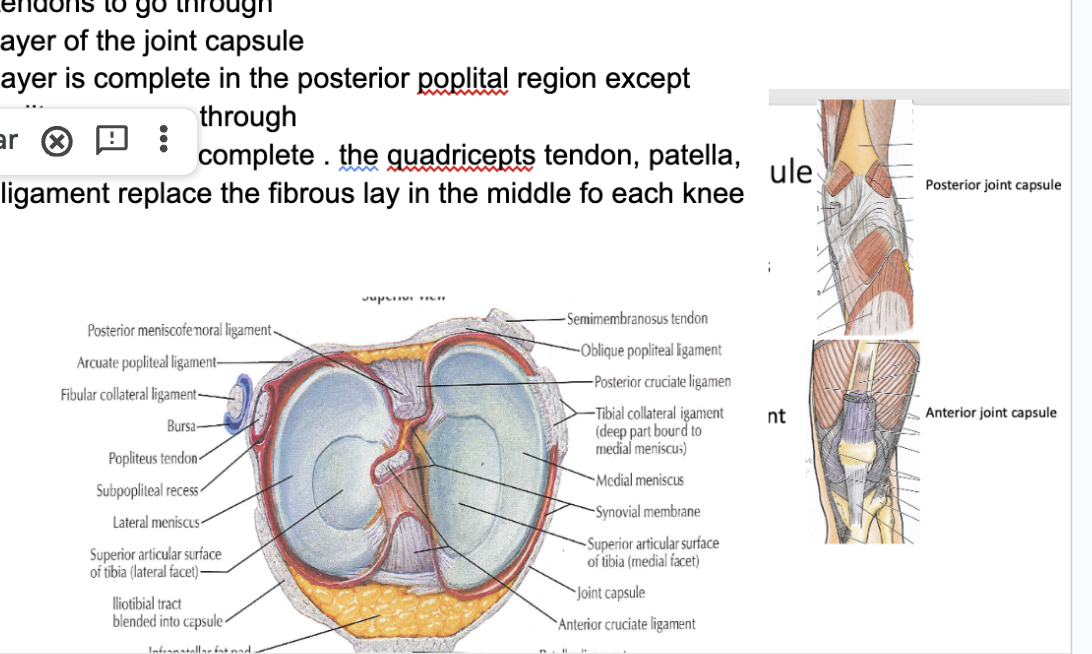 <p>What is the fibrous layer of the joint capsle. Where is it fully formed and not fully formed </p>