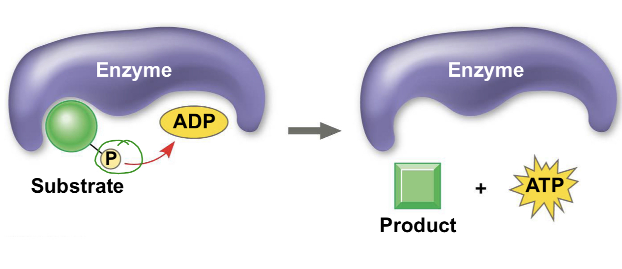 <p>This mode of ATP synthesis occurs when an enzyme transfers a phosphate group from a substrate molecule to ADP, rather than adding an inorganic phosphate to ADP as in oxidative phosphorylation.</p>