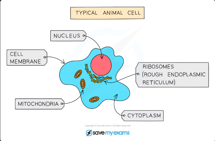 <p>Main features of Animals:</p><ul><li><p><strong>Multicellular</strong></p></li><li><p><strong>Their cells contain a nucleus</strong></p></li><li><p>They do <strong>NOT </strong>have cell walls</p></li><li><p>They often store carbohydrates as <strong>glycogen</strong></p></li></ul><p></p>