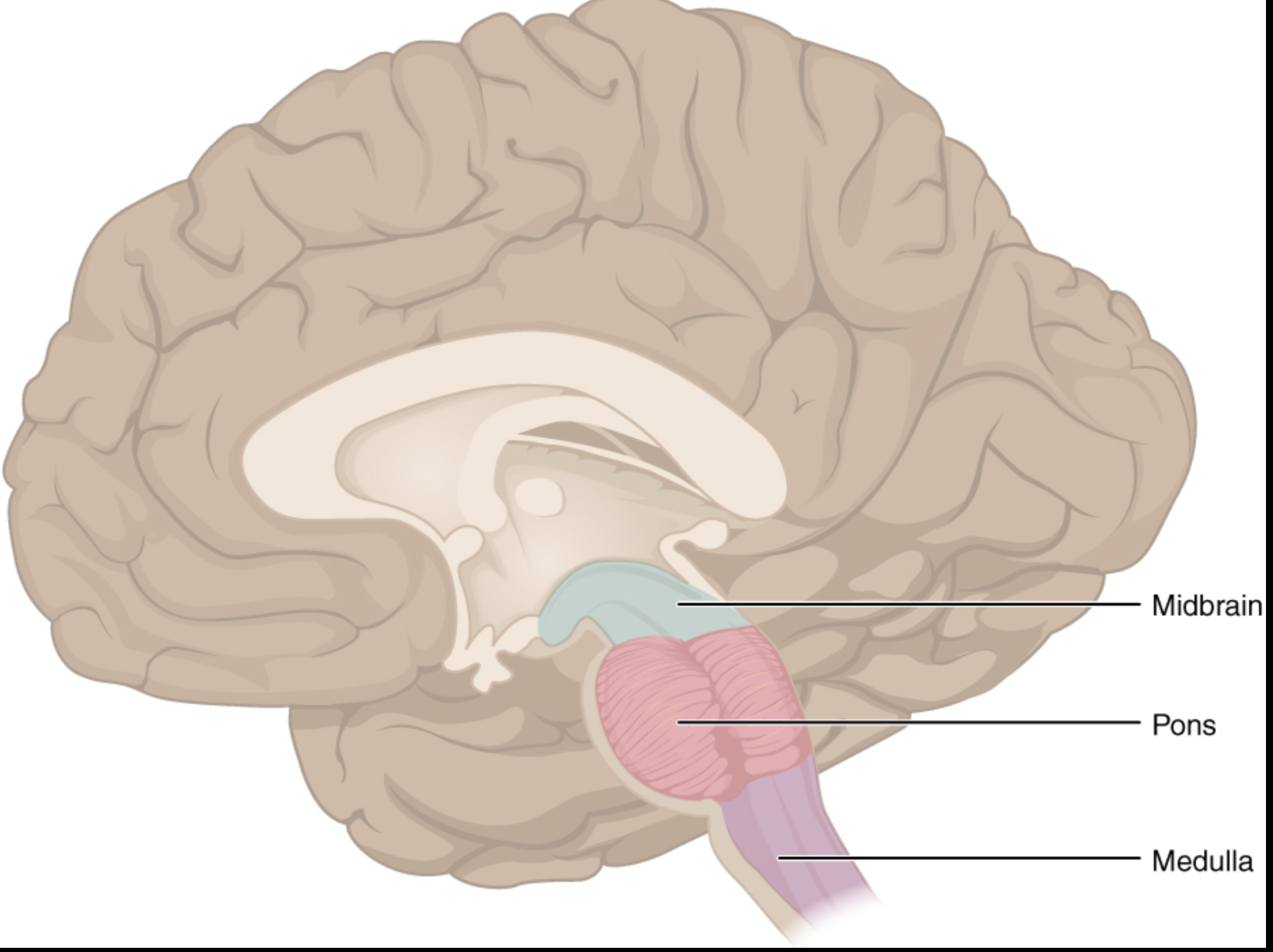 <ul><li><p><strong>Midbrain</strong>: The top part of the brainstem is crucial for regulating eye movements.</p></li><li><p><strong>Pons</strong>: The middle portion of the brainstem coordinates facial movements, hearing and balance.</p></li><li><p><strong>Medulla oblongata</strong>: The bottom part of the brainstem helps regulate your breathing, heart rhythms, blood pressure and swallowing.</p></li></ul>