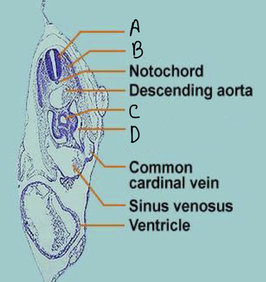 <p>A</p>