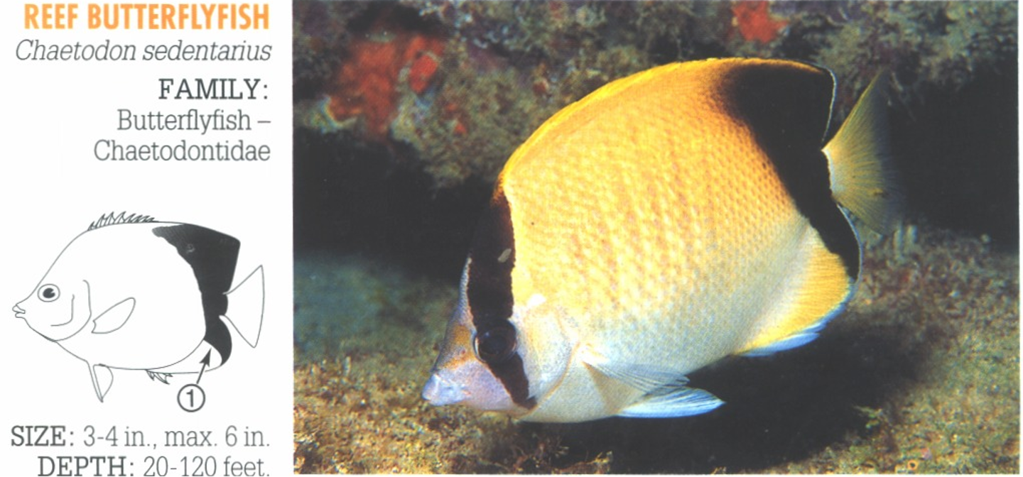 <p><span>1. Broad, dark, bar-like area on rear body, including the rear portions of dorsal and anal fins.</span></p>