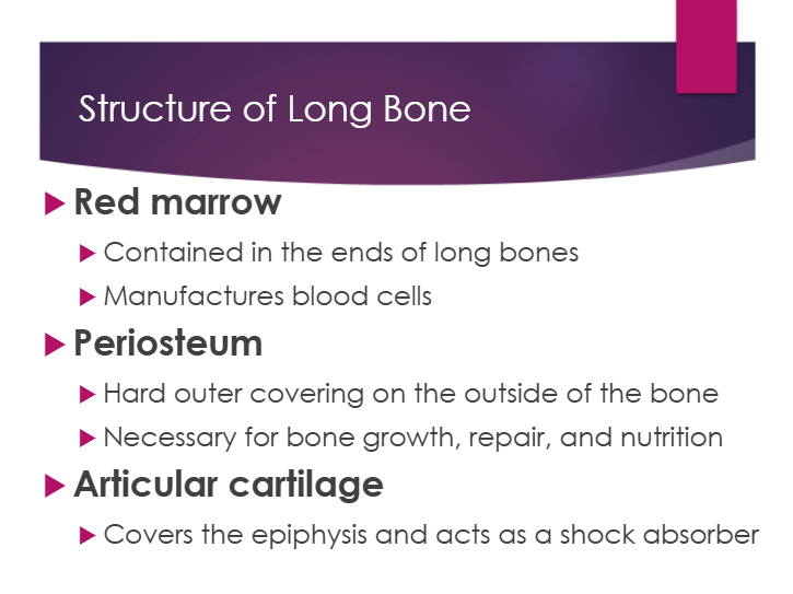 <p>a. hard outer covering on the outside of the bone</p><p>b. necessary for bone growth, repair, and nutrition</p>